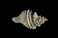 藏品(日本花仙螺)的圖片